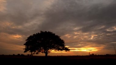 Güneş battıktan sonra çayır üzerinde büyük ağaç.