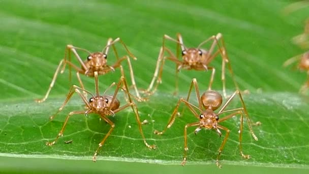 Fourmi rouge sur feuille dans la forêt tropicale humide . — Video