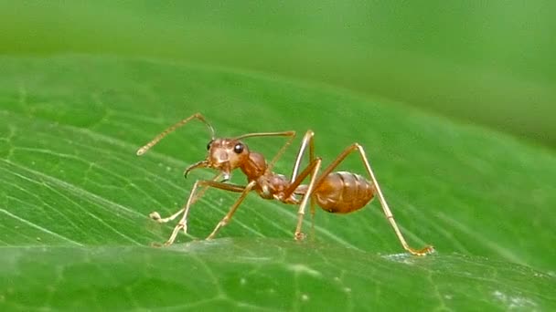 Formiga vermelha na folha na floresta tropical . — Vídeo de Stock