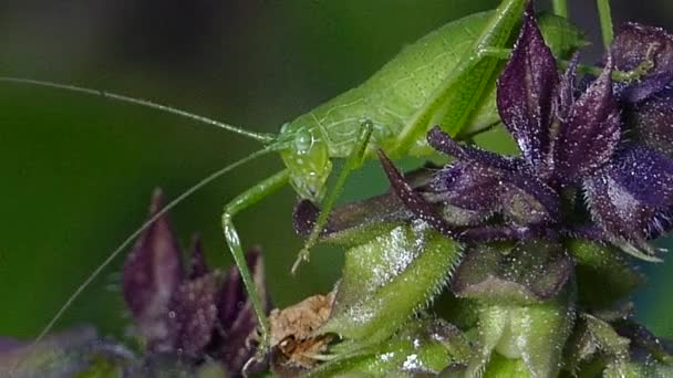 Grasshopper on the leaf. — Stock Video