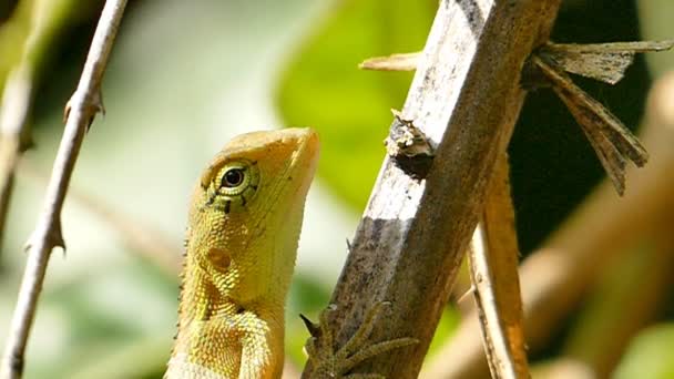 Chameleon on branch in rain forest. — Stock Video