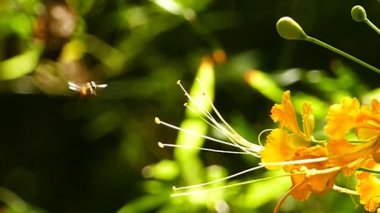 Çiçek nektarı uçan Sesiidae (Clearwing ay).