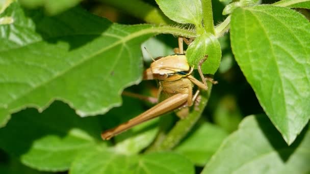 Saltamontes comiendo una hoja . — Vídeos de Stock