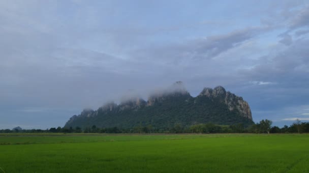 Paysage d'un champ de riz vert . — Video