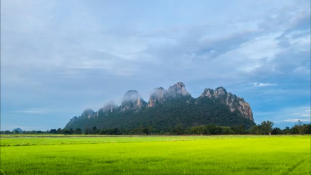 Paisaje de arroz de campo verde . — Vídeos de Stock