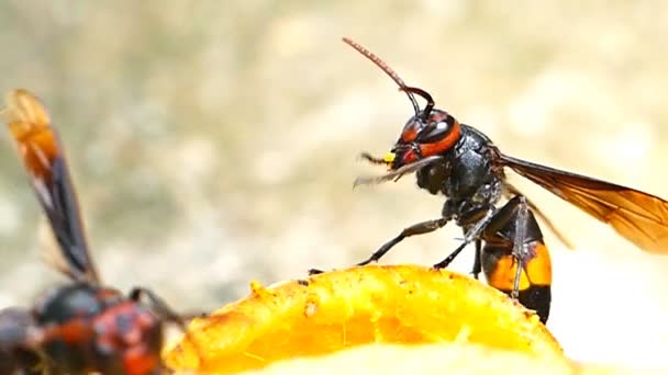 WASP odběr medu. — Stock video