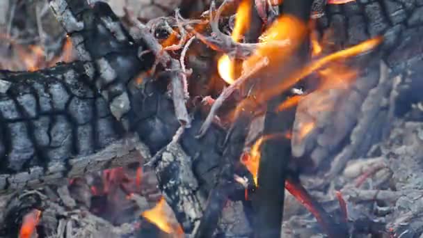 Вогонь спалює деревину . — стокове відео