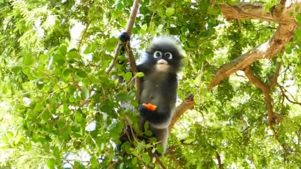 Spectacled langurs eating fruit. — Stock Video