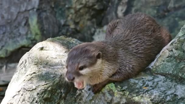 Lontra na rocha . — Vídeo de Stock