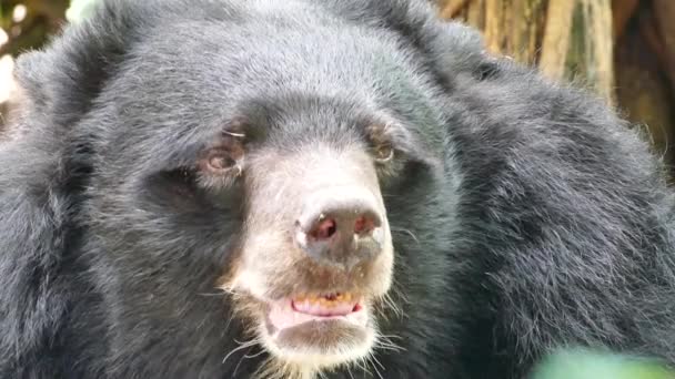 Aziatische zwarte beer. — Stockvideo