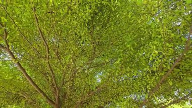 Ağaç ve yaprak arka plan, doğa arka plan.