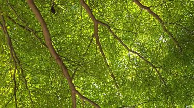 Ağaç ve yaprak arka plan, doğa arka plan.