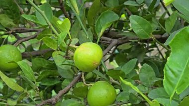 Organik çiftlikte kireç ağacı hasadı..