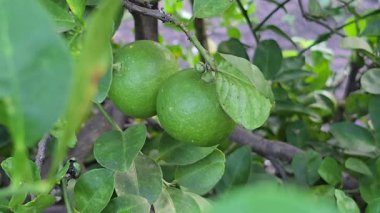 Organik çiftlikte kireç ağacı hasadı..