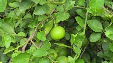 Organik çiftlikte kireç ağacı hasadı..