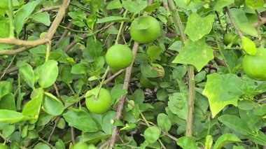 Organik çiftlikte kireç ağacı hasadı..