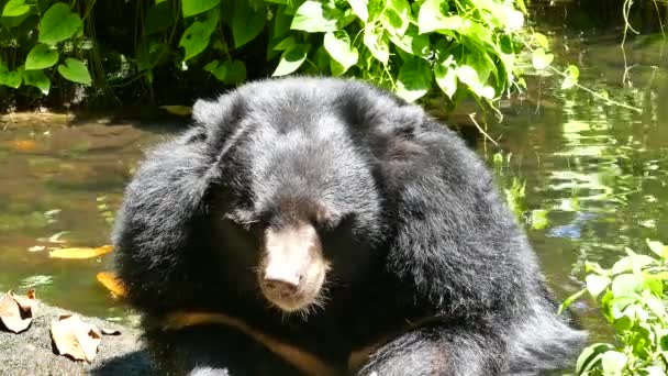 Urso preto asiático . — Vídeo de Stock