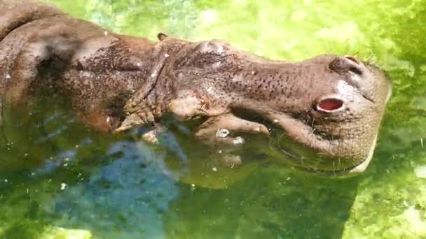 Hipopótamo en la naturaleza . — Vídeos de Stock