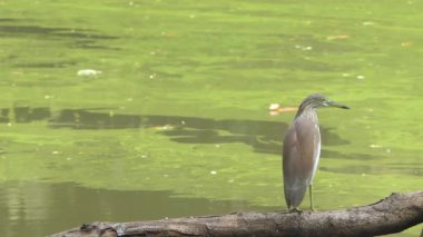 Hint balıkçıl kuşu sulak alandaki kuru bir dala tünemiş..