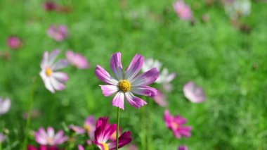 Kozmos Çiçeği çiçek açıyor ve arka bahçede rüzgarı sallıyor.