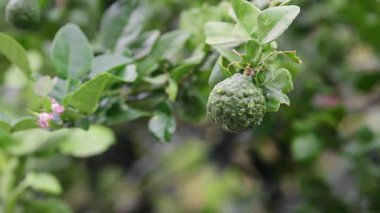 Bergamot meyvesi, Kaffir limonu, organik bahçe tarım endüstrisinde yüksek vitaminli C vitamini doğa arka planında..