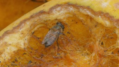 Arı olgun mango yiyor..