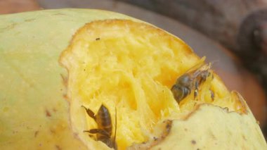 Arı olgun mango yiyor..