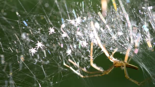 Aranha em uma teia de aranha. — Vídeo de Stock