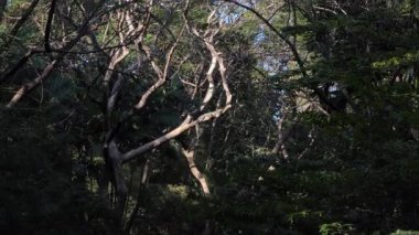 Asya su monitörü ya da Varanus kurtarıcısı Bangkok, Tayland 'daki kasık parkındaki ağaçta dinleniyor. Güney ve Güneydoğu Asya 'ya özgü büyük bir kertenkele..