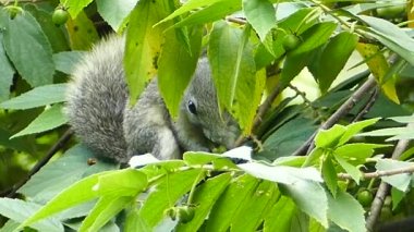 Tohum ağaçta yeme sincap.