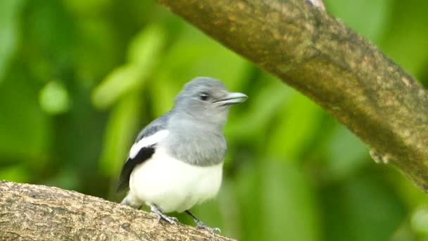 Magpie on a branch tree. — Stock Video