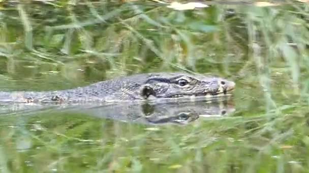 Water Monitor is moving in the water. — Stock Video