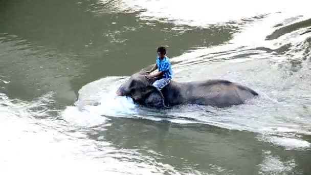 Mahouts was splashing water on elephants. — Stock Video