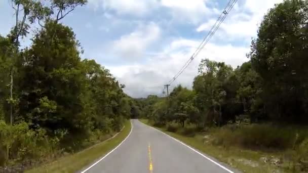 Дорога в лісі — стокове відео