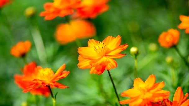 Orange cosmos flowers. — Stock Video