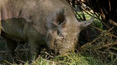 Doğal gıda beslenme domuz.