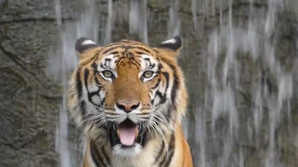 Tigres de Bengala estão bocejando . — Vídeo de Stock