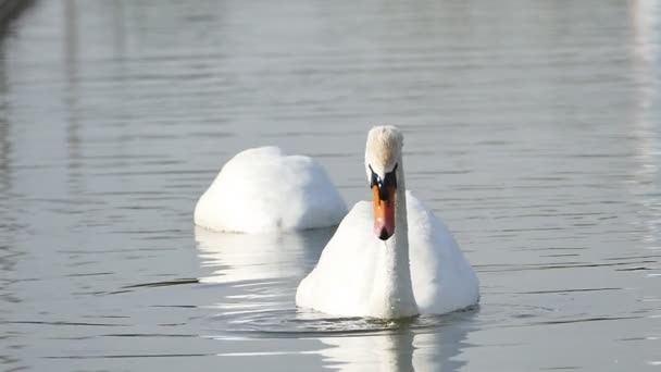 Cigni bianchi su un lago . — Video Stock