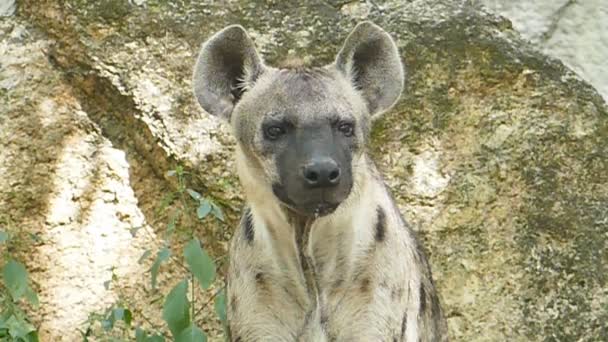 Hyena skvrnitá v přírodě. — Stock video