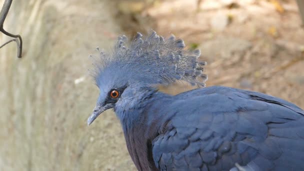 Victoria Crowned Pigeon — Stock Video