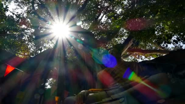 Światło słoneczne świeci przez liść. — Wideo stockowe