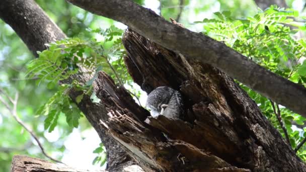 Owl in a hollow. — Stock Video