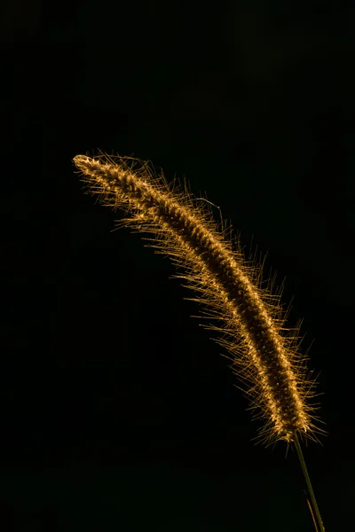 A reeds grass — Stock Photo, Image