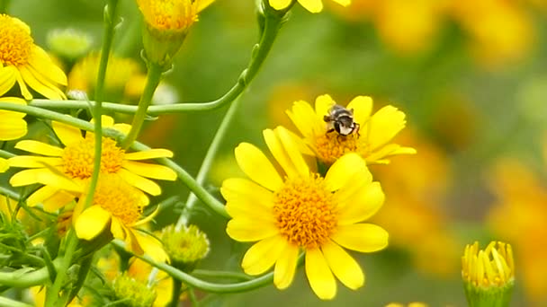 Бджола на жовтій квітці . — стокове відео