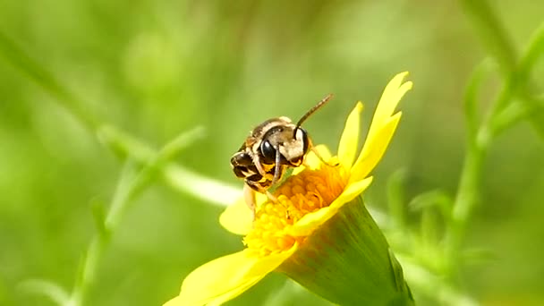 Biene auf gelber Blume. — Stockvideo