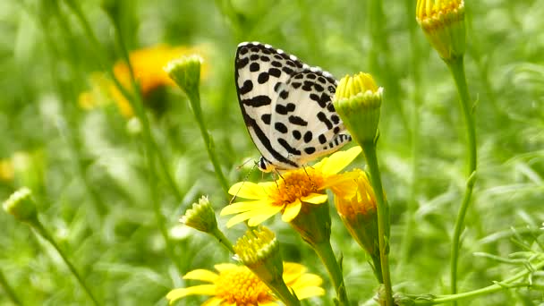 Borboleta em flor amarela. — Vídeo de Stock