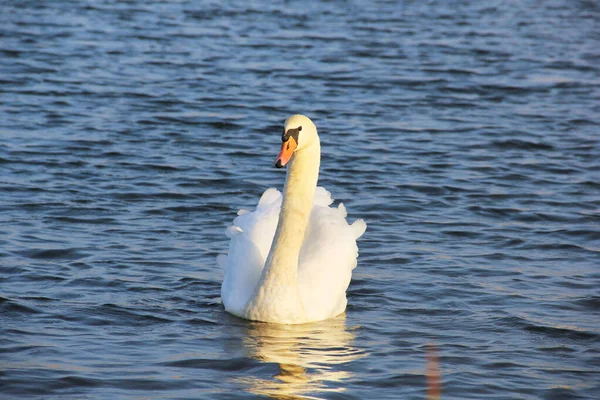 Cisne Belo Cisne Água Pássaro Lindo Pássaro Flutuante — Fotografia de Stock