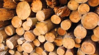 Güneş ışınları ve istiflenmiş kütükler