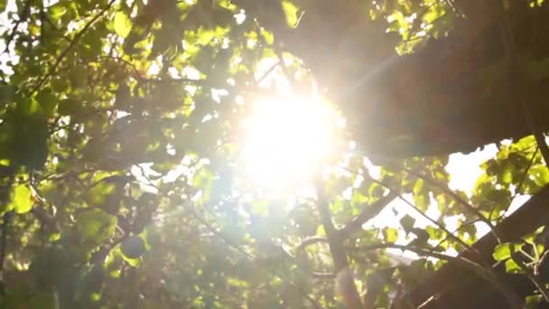 Solstrålar Och Staplade Stockar — Stockvideo