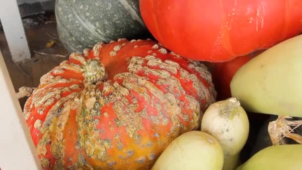 Large Colored Pumpkins Harvesting Video — Stock Video